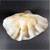 Giant Clam Shell